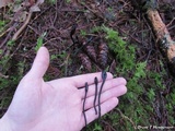 Trichoglossum hirsutum image