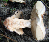 Amanita curtipes image