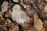 Inonotus dryadeus image