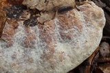 Inonotus dryadeus image