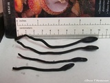 Trichoglossum hirsutum image