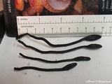 Trichoglossum hirsutum image