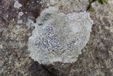 Porpidia albocaerulescens var. albocaerulescens image