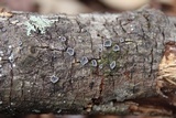 Resupinatus alboniger image