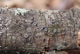 Resupinatus alboniger image