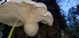 Pleurotus dryinus image