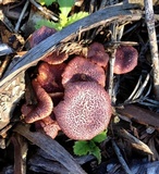 Gymnopilus dilepis image