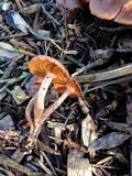 Gymnopilus dilepis image