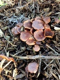Gymnopilus dilepis image