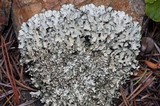 Xanthoparmelia coloradoensis image