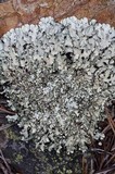 Xanthoparmelia coloradoensis image