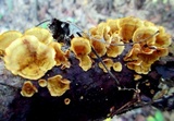 Stereum gausapatum image