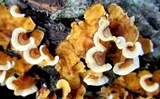 Stereum gausapatum image
