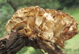 Sparassis spathulata image