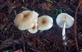 Clitocybe fragrans image