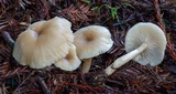 Clitocybe fragrans image