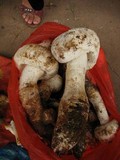 Amanita virgineoides image