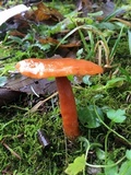 Lactarius subflammeus image