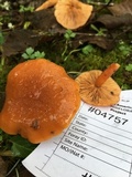 Lactarius subflammeus image