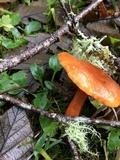 Lactarius subflammeus image