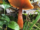 Lactarius subflammeus image