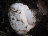 Agaricus bitorquis image
