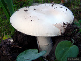 Amanita lactea image