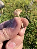Contumyces rosellus image