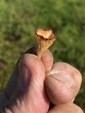 Contumyces rosellus image
