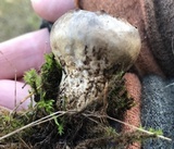 Helvella leucomelaena image