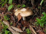 Amanita pseudoporphyria image