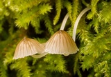Phloeomana hiemalis image