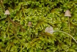 Phloeomana hiemalis image