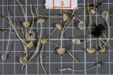 Phloeomana hiemalis image