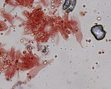 Phloeomana hiemalis image