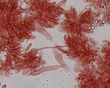 Phloeomana hiemalis image