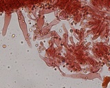 Phloeomana hiemalis image