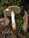 Amanita pseudoporphyria image