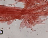Phloeomana hiemalis image