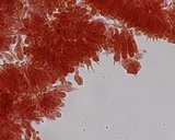 Phloeomana hiemalis image