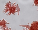Phloeomana hiemalis image