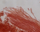 Phloeomana hiemalis image