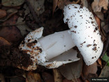 Amanita lactea image