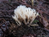 Aphelaria tuberosa image