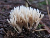 Aphelaria tuberosa image