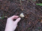 Aphelaria tuberosa image