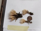Aphelaria tuberosa image