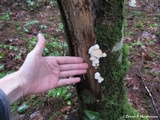 Hemimycena candida image