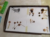 Hemimycena candida image