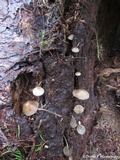 Mycena maculata image